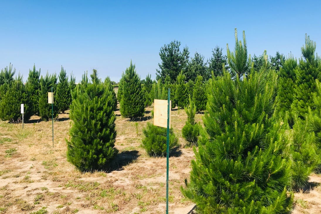 rows of real Christmas trees at a Perth farm